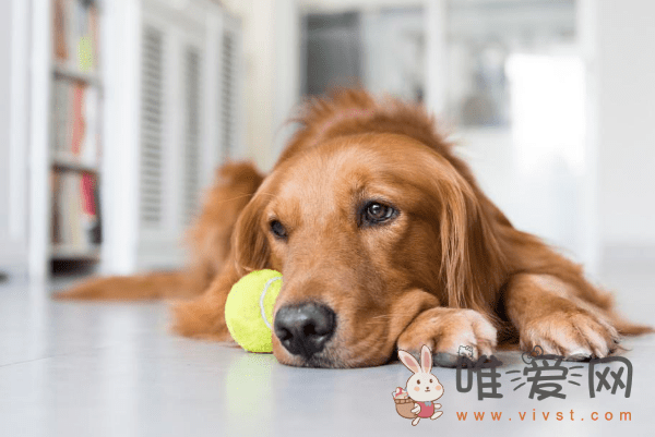 金毛犬怎么训练听话？金毛犬分别有什么优点和缺点？