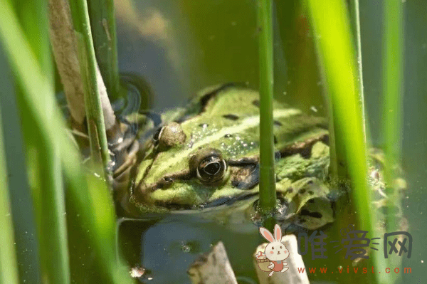 怎样保护青蛙？保护青蛙的措施有哪些？